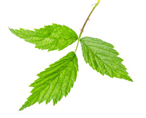 raspberry leaves