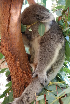 koala sleeping on the tree holding its leg, seems it's having sweet dreams