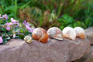 five snail shells on a stone in a garden