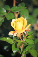 Yellow rose