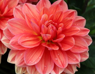 lachsfarbige Dahlienblüte