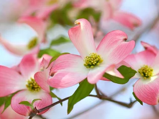 Foto op Canvas ハナミズキ　ピンクの花 © ラッキーエース