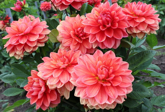 Dahlienbeet