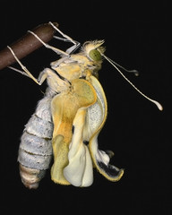 The development of the cabbage butterfly Pieris brassicae. 