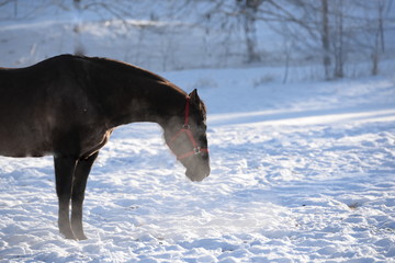 Pause, schwarzes Pferd im Schnee