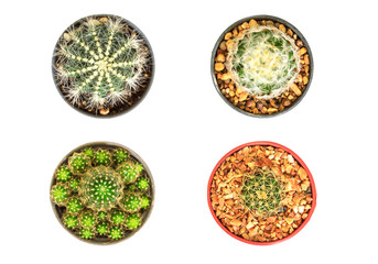 Cactus isolated on white background