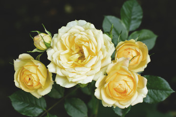 Yellow roses in vintage style