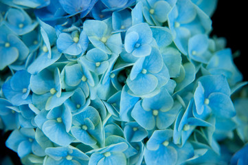 Ortensia presso Euroflora