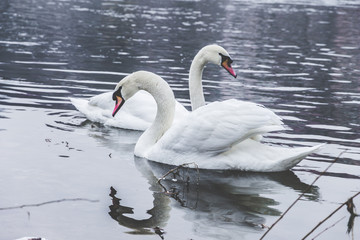 swans