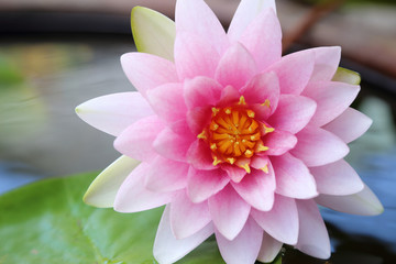 Beautiful pink lotus.