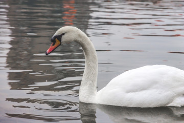 Fototapeta premium swan