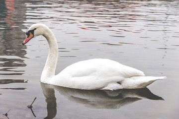 swan