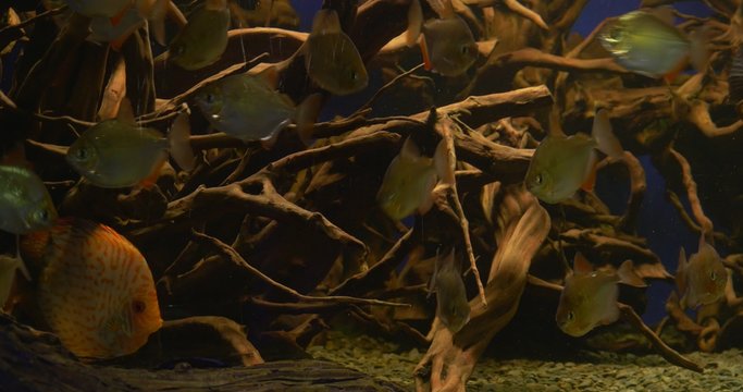 Discuses, Yellow Fishes, And Metynnis Argenteus, Silver Fishes, Among The Water Plants in Oceanarium