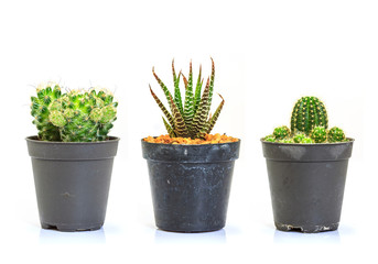 Cactus isolated on white background