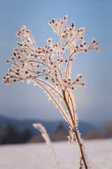 eisige Pflanze im Winter