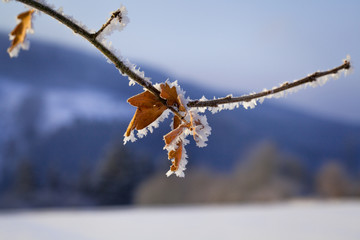Obraz premium Blätter im eisigen Winter