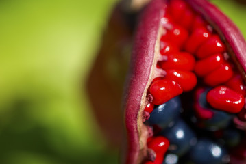 the fruits of Paeonia anomala