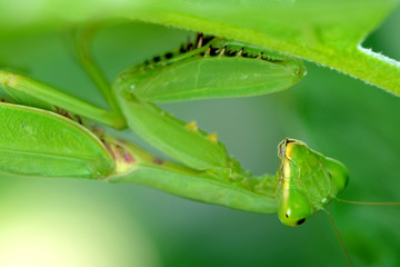 Praying Mantis under leaf