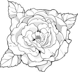 black and white rose in graphic style