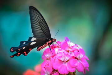 Buttefly with magenta flower