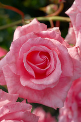the Bud of a rose