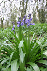 Bluebells in woodland