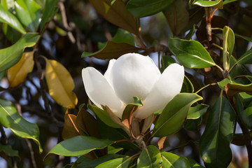 Branch with a flower of a white magnolia close up © Shchipkova Elena