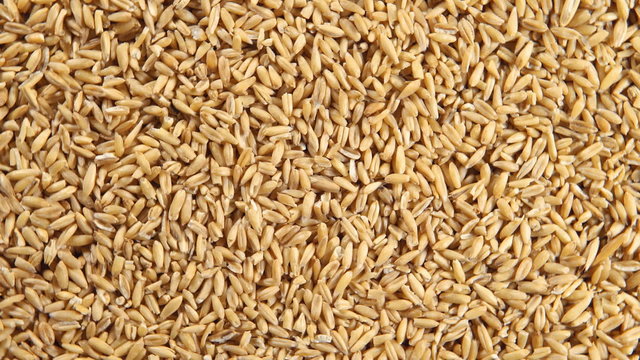 Rotation of an oat grains (background)
