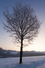 Winterlicher Baum im Sauerland
