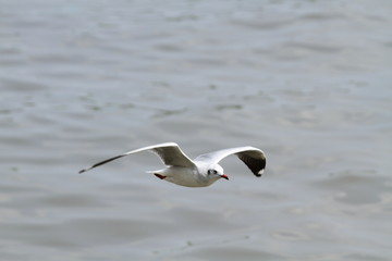 Seagull in Flight