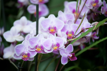 Orchidee presso Euroflora