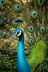 Fototapeta na wymiar Beauty Peacock Dancing