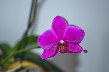 Orchideen