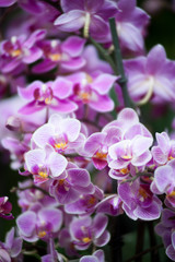 Fototapeta na wymiar Orchidee presso Euroflora
