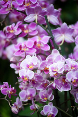 Fototapeta na wymiar Orchidee presso Euroflora