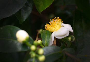 White camellia flowers