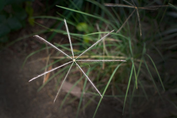 Star shaped grassy herb
