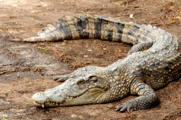 Crocodile on the sand