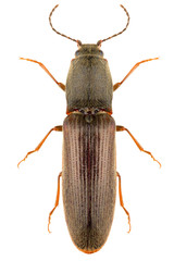 Snapping beetle Athous haemorrhoidalis isolated on white background, dorsal view.