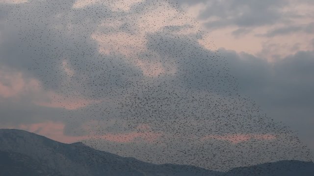 ' Ballet ' d'&eacute;tourneaux au cr&eacute;puscule