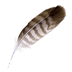 Buzzard feather isolated