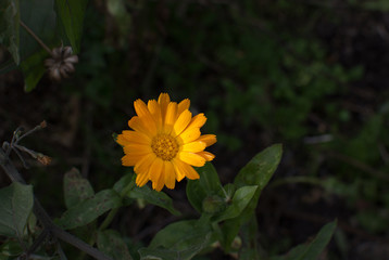 Yellow daisy flower