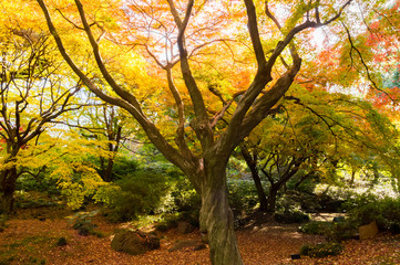Fototapeta na wymiar Autumn leaves in the Japanese garden.