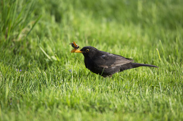 blackbird eating a chockchafer in the meadow