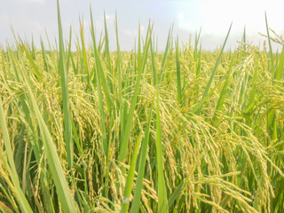 Rice fields near harvest colors.