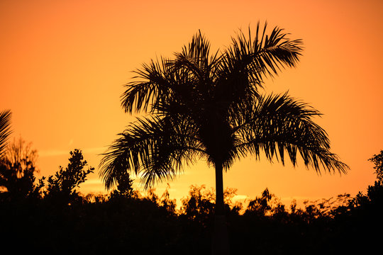 Tropical palm tree silhouette on the background of a beautiful s