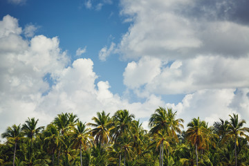 Fototapeta na wymiar Palm trees at tropical coast landscape