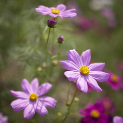 Cosmos flower