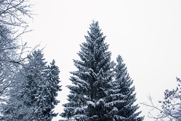 winter  nature tree