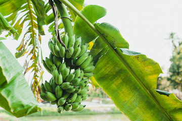 bunch of green bananas on a branch